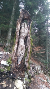<p>Une drôle de sculpture dans un tronc d'arbre																	</p>
