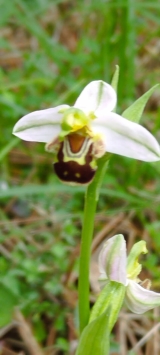 <p>orchis Abeille !!!</p>