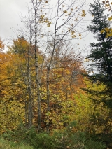 <p>                                                   </p>