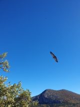 <h5>J4 vautour</h5><p>                                                                                                      </p>